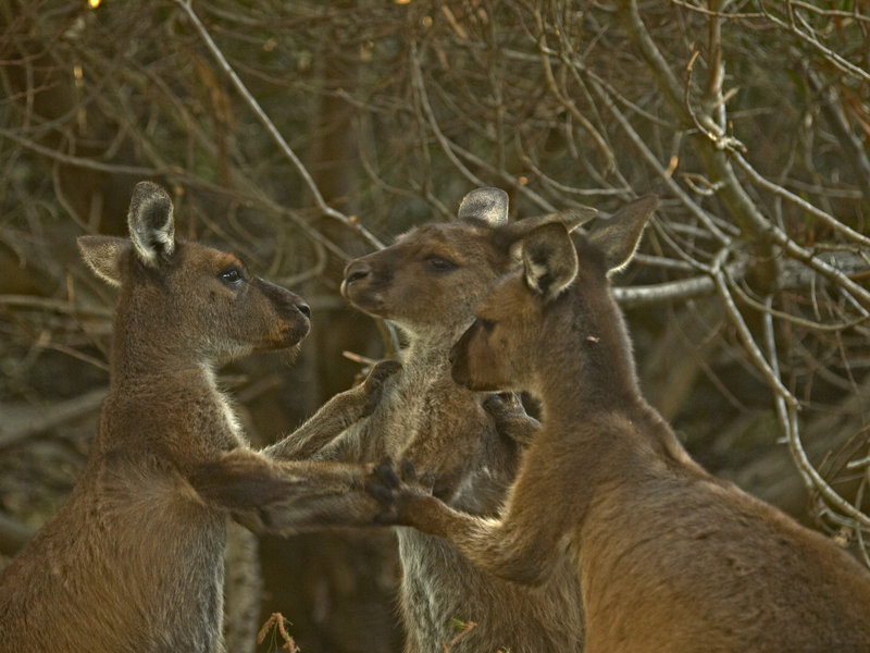 Kangaroo Island, Kangaroo